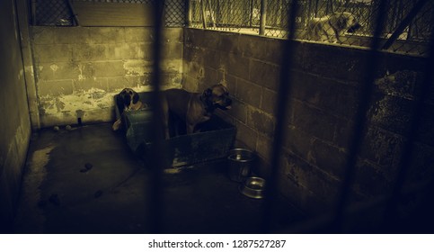 Dog In Enclosed Kennel, Abandoned Animals, Abuse