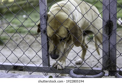 Hunde in geschlossenen Hundehütten, verlassene Tiere, Missbrauch