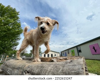 Dog engaged in physical exercise in fenced outdoor space at daycare facility  - Shutterstock ID 2252615247