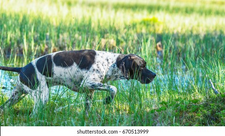 Dog English Pointer Hunting On The Swamp 