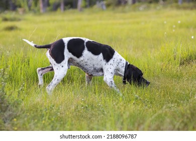 Dog English Pointer Hunting  In The Swamp