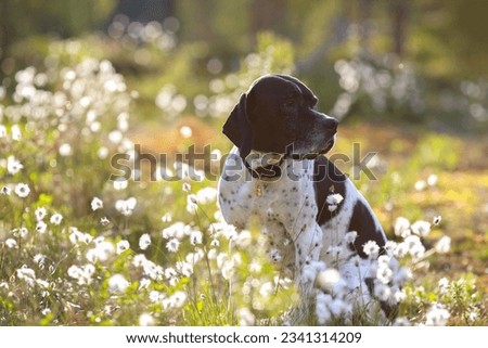 Dog english pointer portrait sitting in the forest surrounded of cotton grass