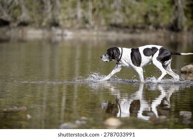 Dog english pointer running in the spring water