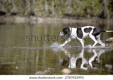 Dog english pointer running in the spring water