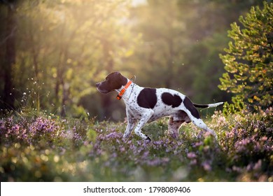 Dog english pointer running in the sunny summer forest with GPS tracker  - Shutterstock ID 1798089406