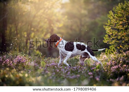 Dog english pointer running in the sunny summer forest with GPS tracker 