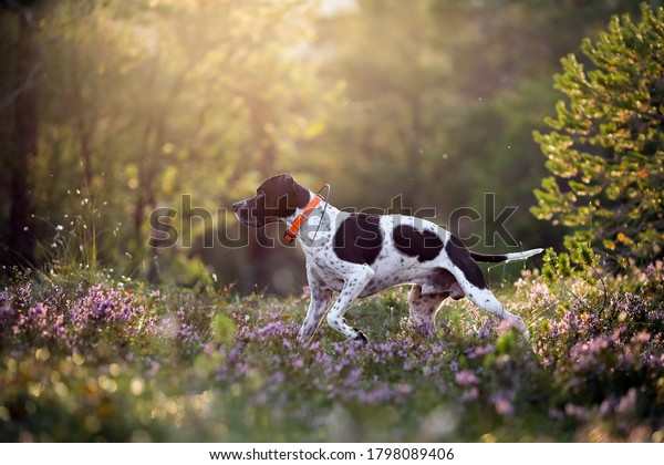 Dog english pointer running in the sunny summer forest\
with GPS tracker 