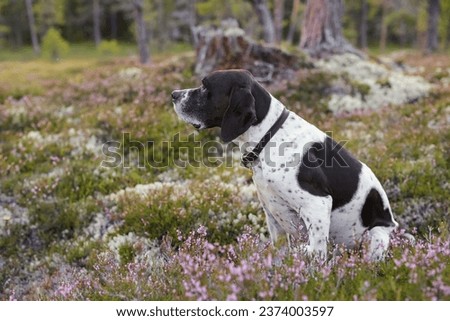Dog english pointer sitting in the forest surrounded of  the blooming heather