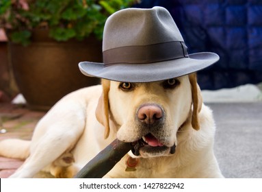 English Labrador Images Stock Photos Vectors Shutterstock