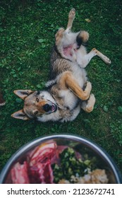 Dog Enjoying Barf Raw Meat