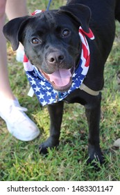 Dog Enjoying Being Outside In His American Flag Bandana!