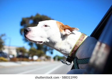 Dog Enjoying The Breeze On A Ride With Her Favorite Human