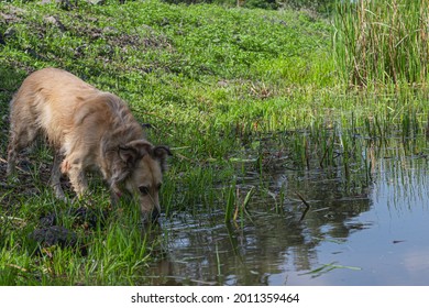 Dog enjoying exploring the wild, drinking water in the forest