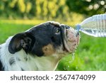 Dog enjoying refreshing water from a bottle in a sunny outdoor setting