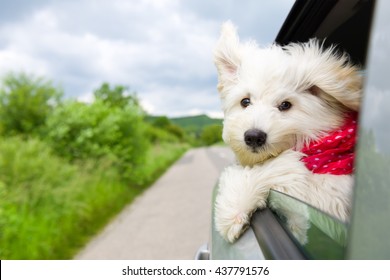 Dog Enjoying A Ride With The Car