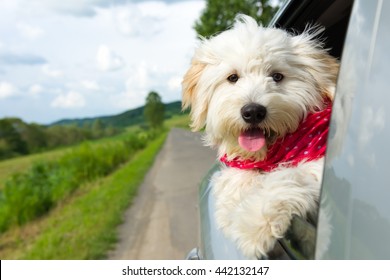 Dog Enjoying A Ride With The Car