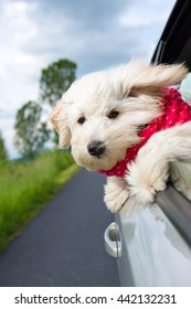 Dog Enjoying A Ride With The Car