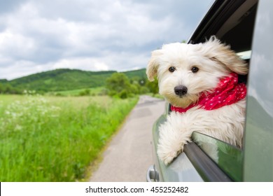 Dog Enjoying A Ride With The Car