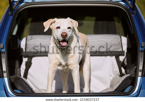 Dog enjoying road trip. Happy labrador retriever\
standing in car trunk. 