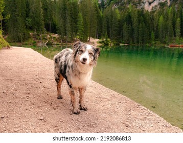 Dog enjoying walk on seaside trail at iconic natural mountain lake Pragser Wildsee (Lago di Braies) in Dolomites, Unesco World Heritage, South Tyrol, Italy