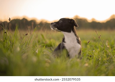 Dog enjoying a warm evening in a grassy field during sunset near a serene landscape - Powered by Shutterstock