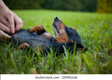 Dog Enjoys A Belly Rub