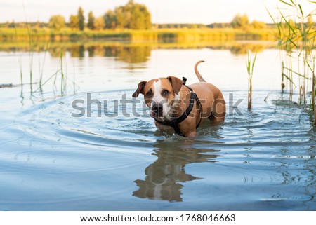 Similar – Foto Bild Hund mit seinem Spielzeug im Wasser