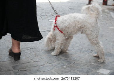 Dog enjoys a walk while exploring the cobblestone street