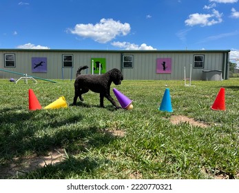 Dog enrichment game at boarding and daycare - Shutterstock ID 2220770321