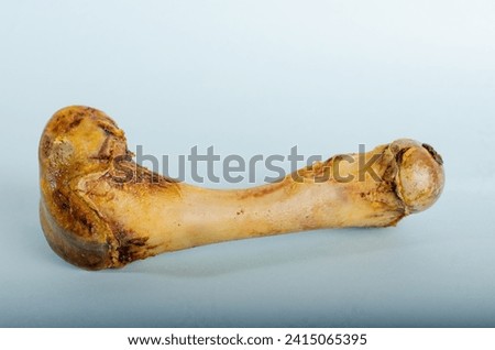 Dog entertainment bone. Pork bone. Isolated on light blue background with closed angle.