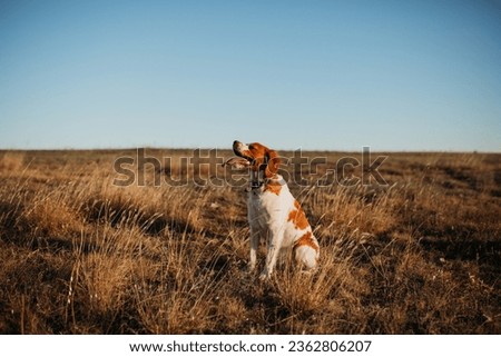 a dog of the Epagnol Breton breed against the background of nature fields hills