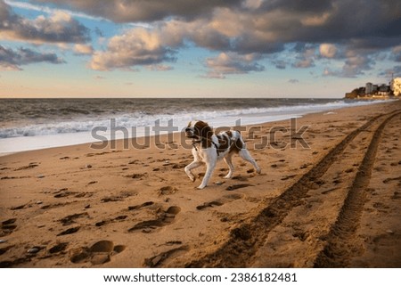 A dog of the Epagnol Breton breed runs with a stick in his teeth against the background of the sea