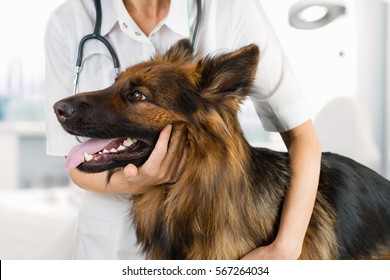 Dog Examination By Veterinary Doctor In Clinic