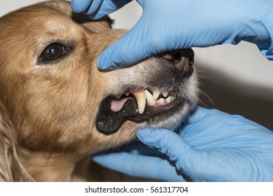 Dog Examined By A Dentist