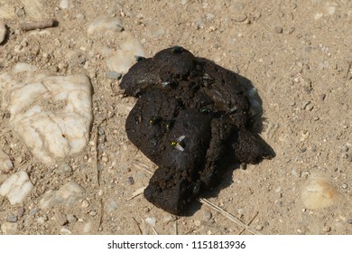 Dog Excrement Nice Fly Stock Photo 1151813936 | Shutterstock