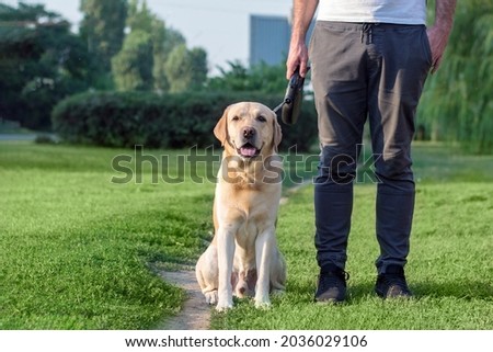 The dog executes the command to sit next to him. Dog training for a walk.