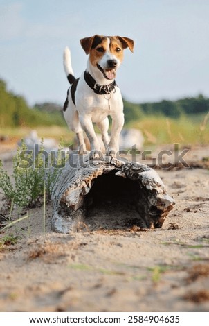 Dog exploring beach edges without leash. Walk fueling bright energy. Walk capturing dogs playful spirit, walk representing free bond between pet and environment