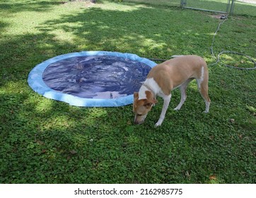 Dog Exploring Near The Kiddie Pool