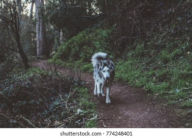 Dog exploring in the woods