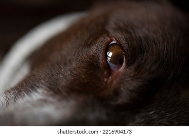 Dog Eye Close Up, Looking At The Camera, Reflection Of The Room 
