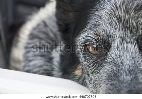 dog eye staring into camera\
