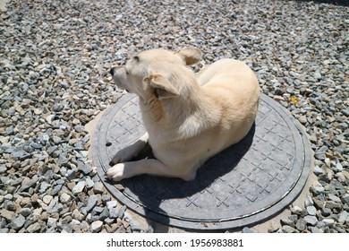 dog with eyeblows sitting on a manhole cover