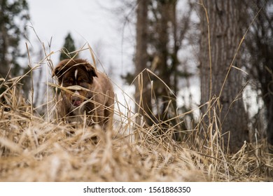 Dog Eyeing For A Sneak Attack.