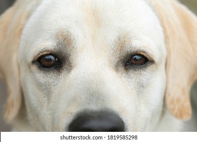 Dog Eyes Close Up Portrait Of Labrador. Reflection Of Human Silhouette In Eyes