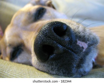 Dog Eyes Closed Stock Photo 182344 | Shutterstock