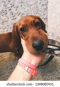 Dog Face After Bee Sting. Dachshund After Bee Bite. 