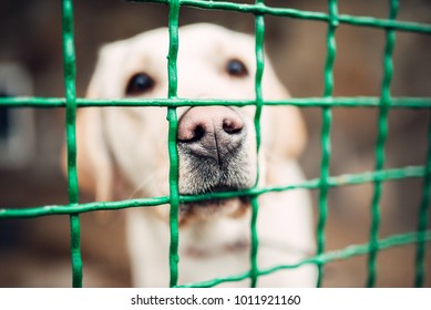 Dog Face Behind Bars, Veterinary Clinic, No People