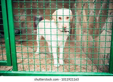 Dog Face Behind Bars, Veterinary Clinic, No People