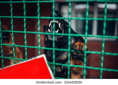 Dog Face Behind Bars, Veterinary Clinic, No People