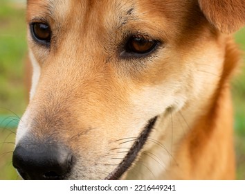 Dog Face Brown Eyes Relaxed Not Looking At The Camera. Human's Most Popular Pet Dog.